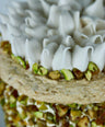 Pastel de Pistache Mediano